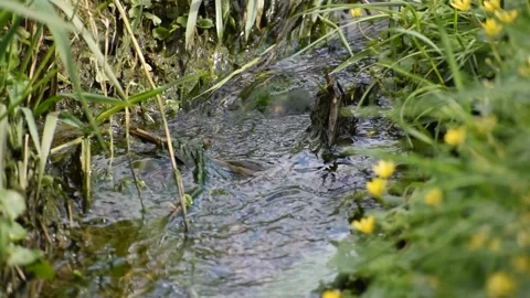 Stream flowing vigorously with the edges filled with grasses and yellow flo.. Stock Footage 239335663