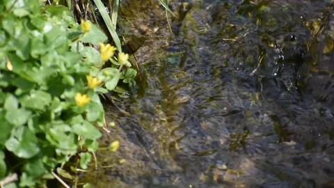 Stream flowing vigorously with the edges filled with grasses and yellow flo.. Stock Footage 239335739