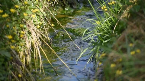 Stream flowing vigorously with the edges filled with grasses and yellow flo.. Stock Footage 239335771