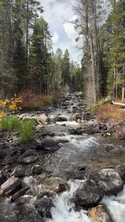 A stream flows across a hiking trail in Grand Teton National Park Stock Footage 320905035