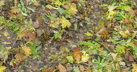Stream flows along fallen autumn leaves Stock Footage 252816863