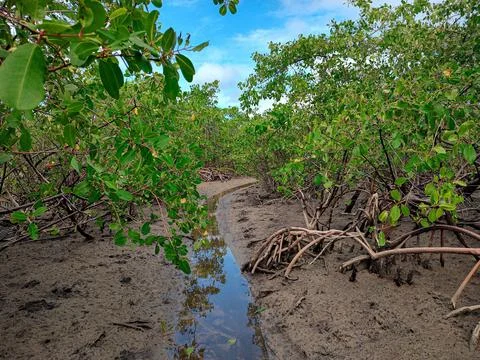A stream flows among the mangrove trees. Foto stock