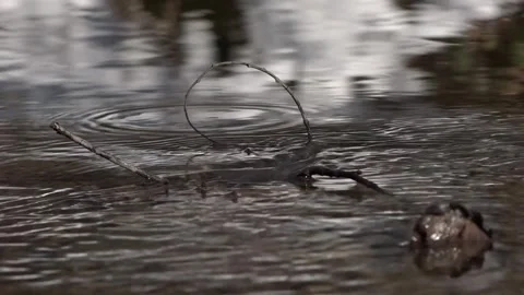 Stream flows and a twig in it Stock-Footage 262439212