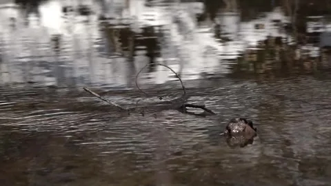 Stream flows and a twig in it Stock-Footage 262445068