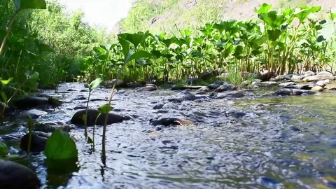 A stream flows. Beautiful plants. Siberia. Khakassia. Stock Footage