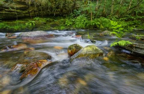 A stream flows between limestone rocks and fern covered banks Stock Photos