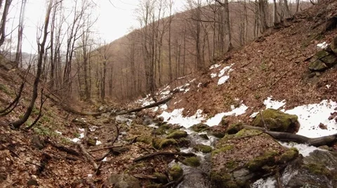 Stream Flows Between Moss-Grown Stones in Bare Forest in Front of Mountains Stock Footage 63959645