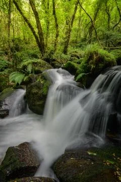 Stream flows between mossy boulders in an oak forest Stock Photos