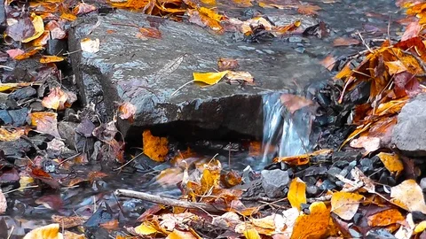 The stream flows between stones and yellow fallen leaves Stock Footage