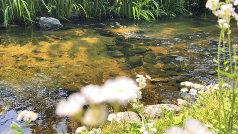 A stream that flows between wild flowers and green plants Video stock 195143368