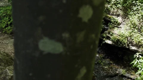 A Stream Flows Down A Waterfall In A Forest Stock Footage 87478814