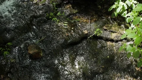 A Stream Flows Down A Waterfall In A Forest Stock Footage 87479137