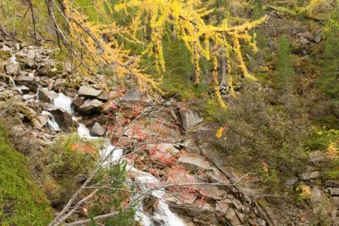 A stream flows down the woods at fall Stock Photos