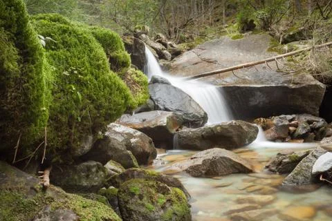 A stream flows in the forest, Italian Alps Stock Photos