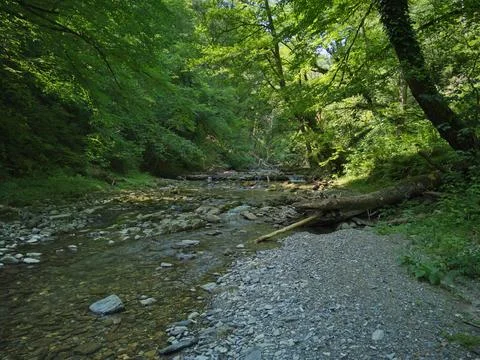 A stream flows in the forest Stock Photos