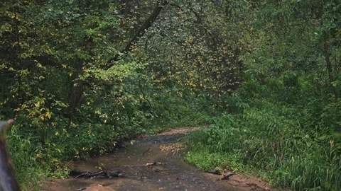 A stream flows gently through a dense forest filled with green foliage. The Stock Footage 344668037