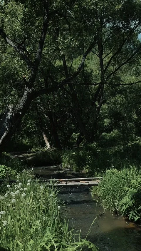 A stream flows gently through a forest filled with greenery and tall trees. The 库存影片 344439893