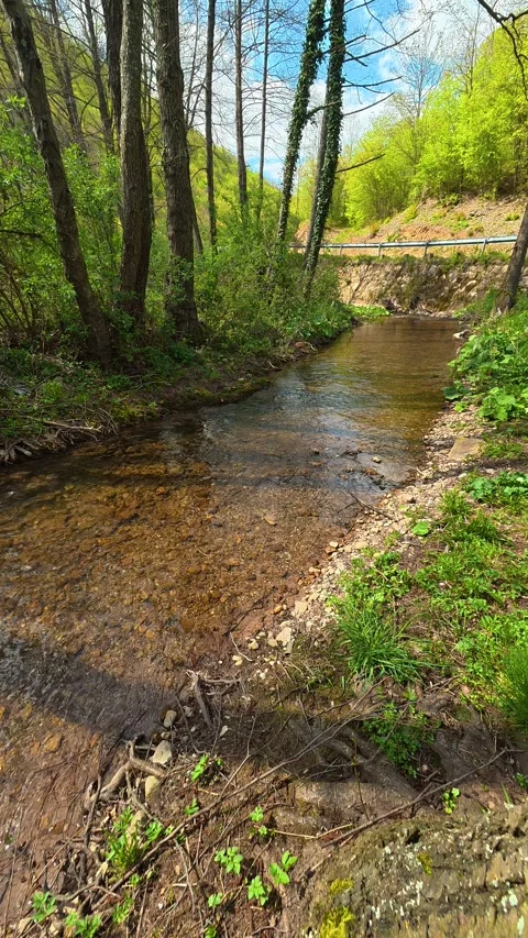 Stream flows gently through forested banks. Temska River, Serbia. Vertical Vidéo 333700879