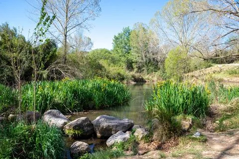 A stream flows gently through rocks and tall plants in a natural park. Trees Stock Photos
