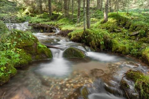 A stream flows inside the woods in Alto Adige Foto stock