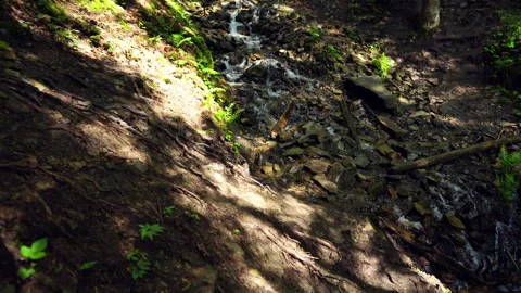 A stream that flows from the mountains down the slope. Stock Footage 311250905