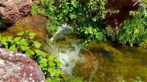 The stream flows out from under the rock and flows to green thickets. Stock Footage 310626563