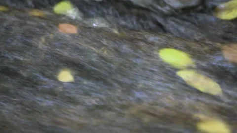 STREAM FLOWS OVER LEAVES SEEN THROUGH THE TRANSPARENT WATER Vídeos de archivo 132298835