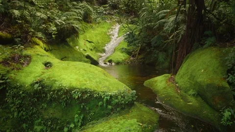 A stream flows over moss covered stones in a dense rainforest 스톡 동영상 152451219