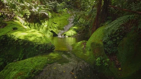 A stream flows over moss covered stones in a dense rainforest 스톡 동영상 152451243