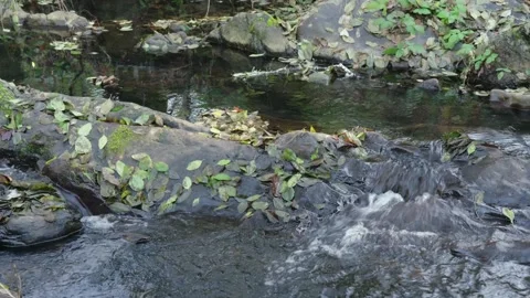 Stream flows over mossy rocks in the California foothills Stock Footage 326092733