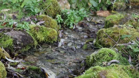 A stream flows over mossy stones Stock Footage 120452762