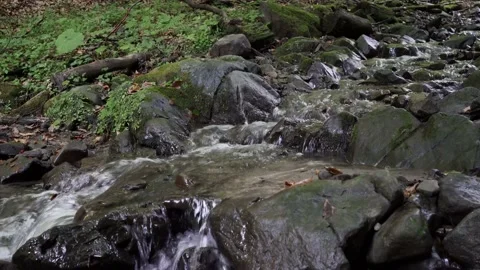 The stream flows over the stone green fern and moss 4 k Stock Footage 138868035