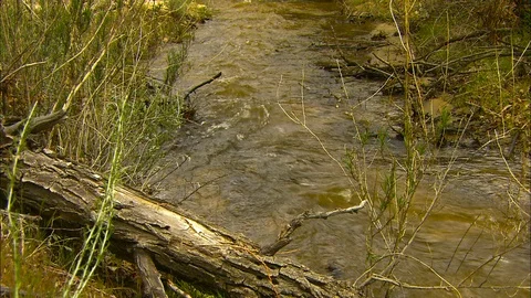 Stream flows past fallen log Stock Footage 87844147