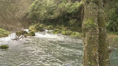 Stream flows past trees Stock Footage 796761