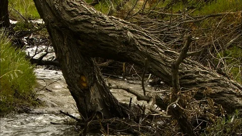 Stream flows past twisted tree Stock Footage 87844938