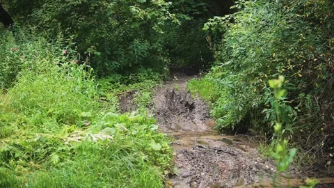 A stream flows steadily through a lush green area with thick vegetation. The Vídeo Stock 344667937