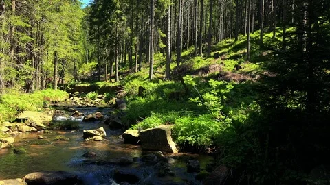 Stream flows in stone riverbed - trees surrounding river - sunny summer day Stock Footage 79276641