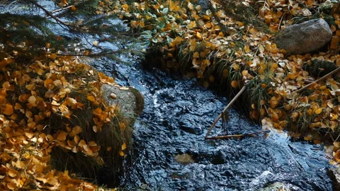 Stream Flows Through Autumn Leaves Video stock 103809964