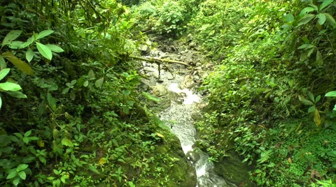 A Stream Flows through the Cloud Forest in Ecuador Video stock 60438158