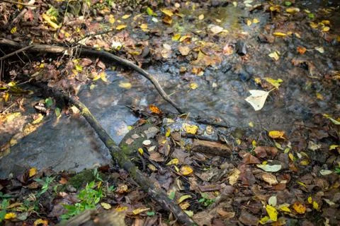 Stream flows through an enchanted Autumn woodland Stock Photos