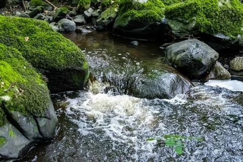 A stream flows through a forest with mosscovered rocks Stock Photos