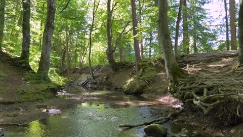 Stream flows through a forest, Tranquille forest scene, Maisinger See, Uppe.. Video stock 251648877