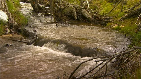 Stream flows through grassy bank Stock Footage 87845340