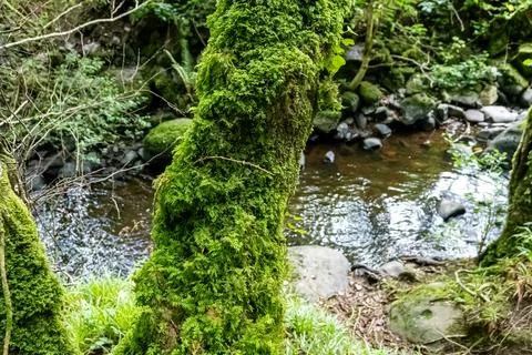 A stream flows through a lush forest with mosscovered trees Stock Photos