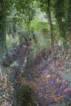 A stream flows through a lush green forest with trees and leaves Stock Photos