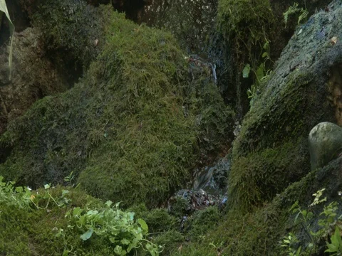 A stream flows through the mossy rocks in the cloud forest. Birdsongs background Stock Footage 77616102