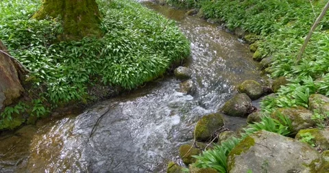 Stream flows through a natural landscape in spring, Bavaria, Germany Stock Footage 240029821