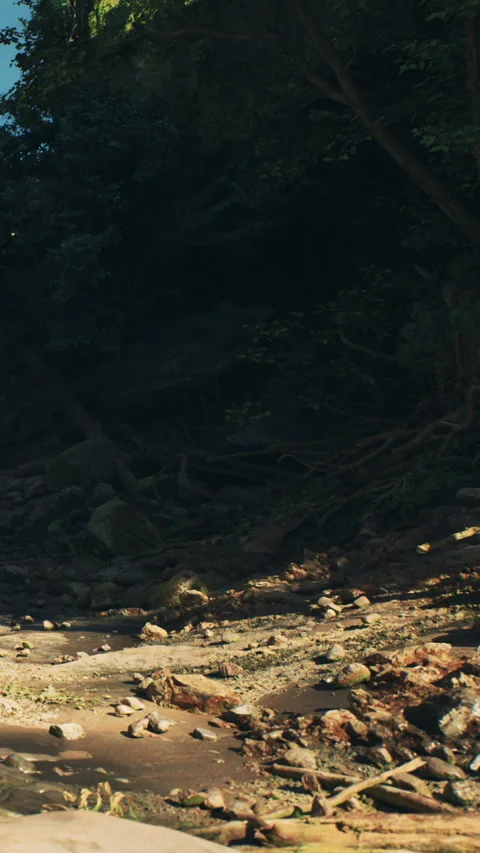 Stream flows through rocky terrain with trees in background in afternoon light Stock Footage 342178473
