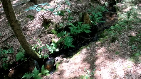 Stream that flows through a sparse forest in nature Video stock 249695004