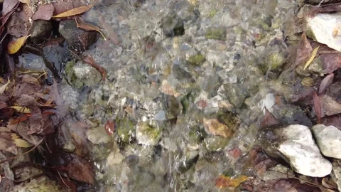 The stream flows through the stones and plants. Stock Footage 218516062